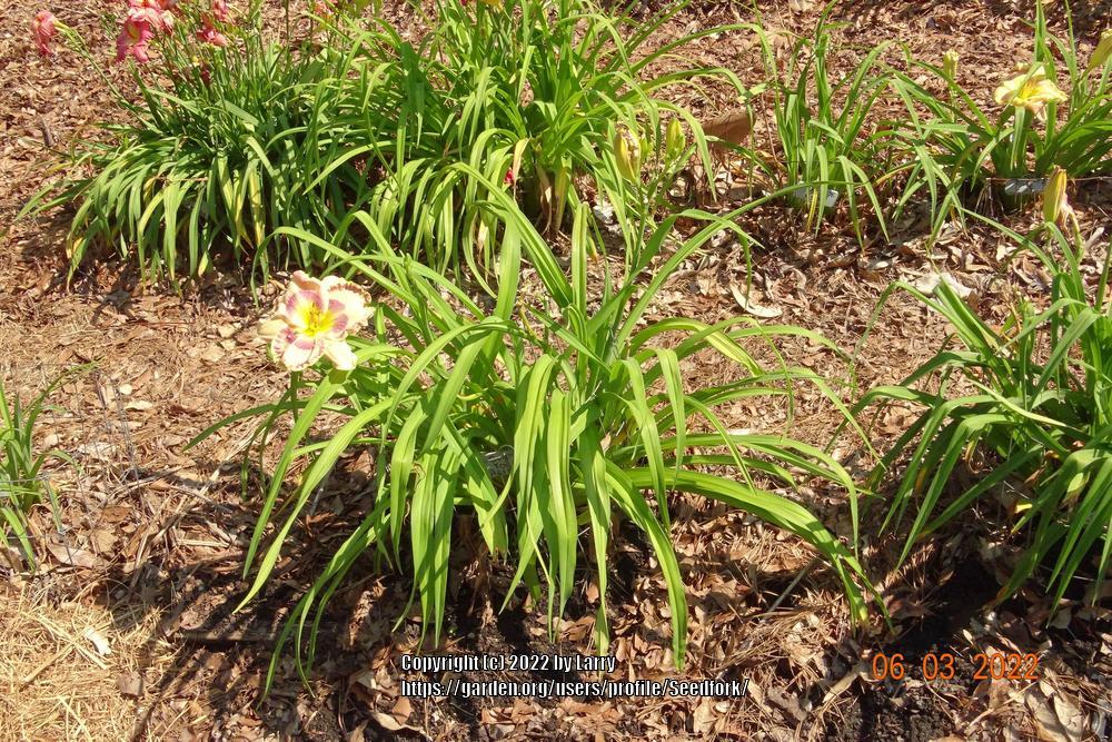 Photo of Daylily (Hemerocallis 'Count Your Assets') uploaded by Seedfork