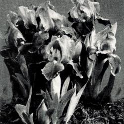 
Date: c. 1951
photo from the 1951 catalog, Milliken Gardens, Arcadia, Californi