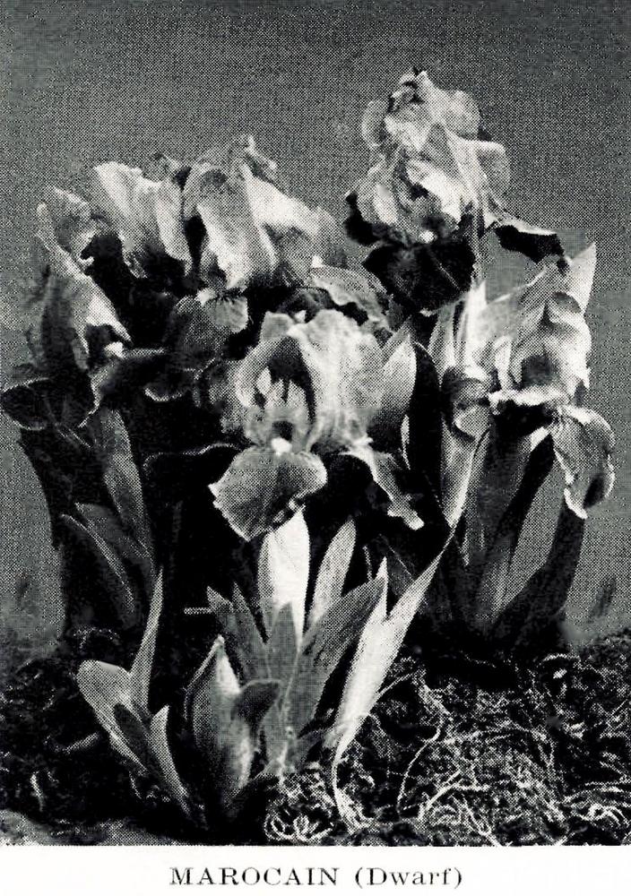 Photo of Miniature Dwarf Bearded Iris (Iris 'Marocain') uploaded by scvirginia