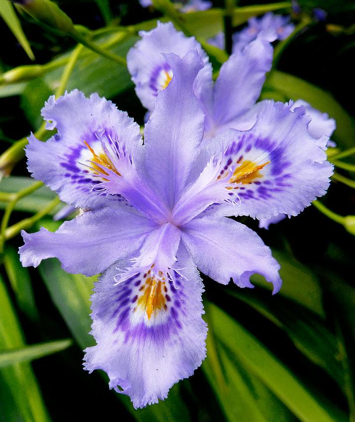 Photo of Species Iris (Iris confusa 'Chengdu') uploaded by Joy