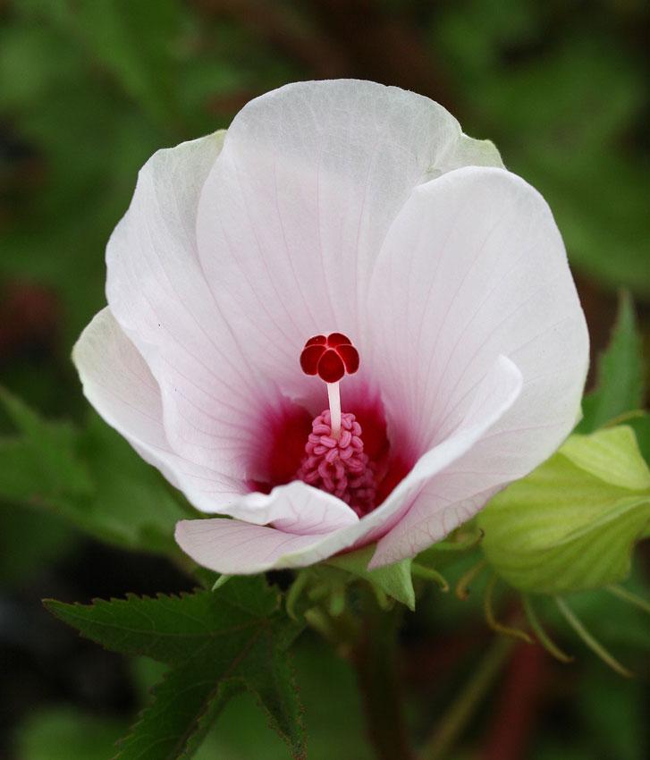 Photo of Rosa del Rio (Hibiscus striatus subsp. striatus) uploaded by Joy