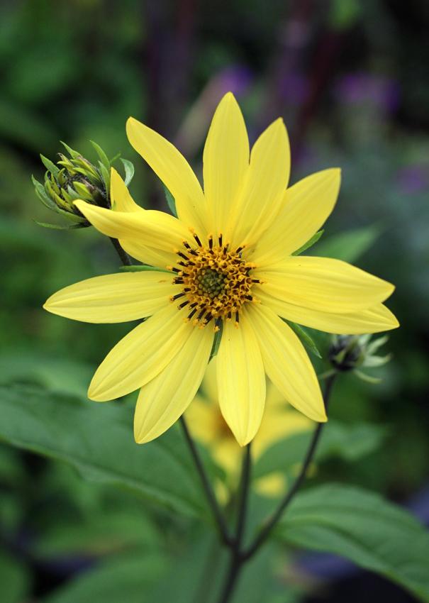 Photo of Small Wood Sunflower (Helianthus microcephalus 'Lemon Queen') uploaded by Joy