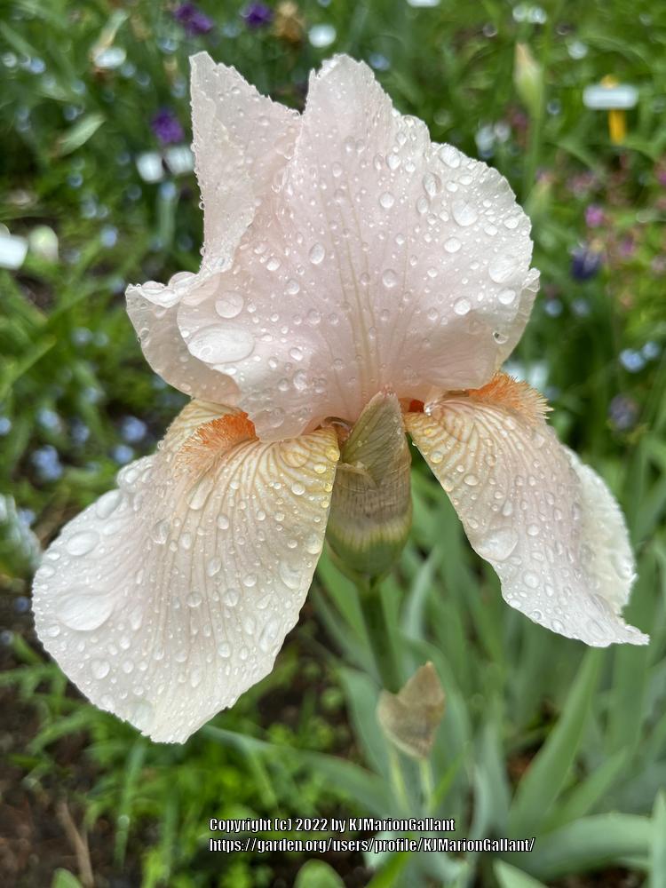 Photo of Border Bearded Iris (Iris 'Flowerful Peach') uploaded by KJMarionGallant