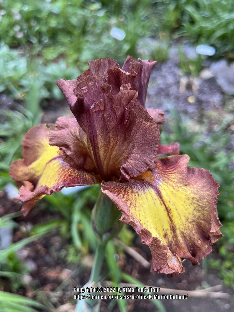 Photo of Tall Bearded Iris (Iris 'Round Table') uploaded by KJMarionGallant