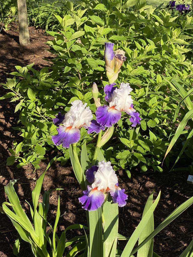 Photo of Tall Bearded Iris (Iris 'Stars and Stripes Forever') uploaded by Legalily