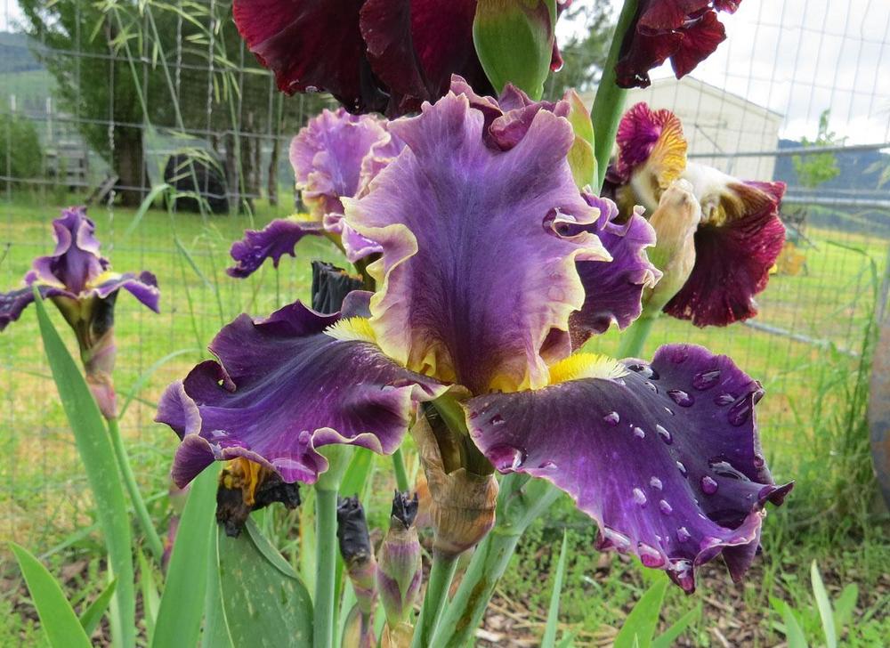 Photo of Tall Bearded Iris (Iris 'Luminate') uploaded by Natalie