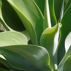 Location: US National Arboretum, Washington DC, US
Date: 2014-08-10
Lion's tail (Agave attenuata). Called Swan's neck and Foxtail als