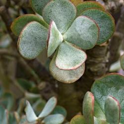 Location: Green Spring Gardens, Alexandria, Virginia, US
Date: 2015-07-17
Silver jade plant (Crassula arborescens). Called Silver dollar pl