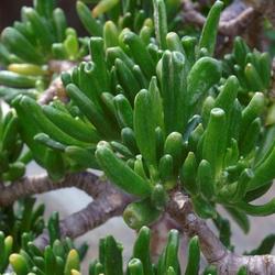 Location: Green Spring Gardens, Alexandria, Virginia, US
Date: 2018-02-03
Gollum jade plant (Crassula ovata 'Gollum')