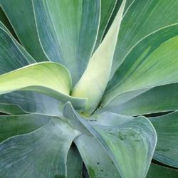 Location: Green Spring Gardens, Alexandria, Virginia, US
Date: 2017-08-20
Lion's tail (Agave attenuata). Called Swan's neck and Foxtail als