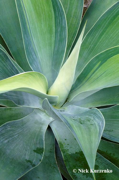 Photo of Foxtail Agave (Agave attenuata) uploaded by Nick_Kurzenko