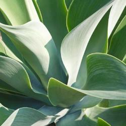 Location: US National Arboretum, Washington DC, US
Date: 2014-08-10
Lion's tail (Agave attenuata). Called Swan's neck and Foxtail als