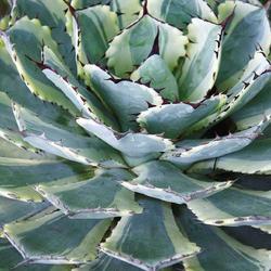Location: US National Arboretum, Washington DC, US
Date: 2014-08-10
Butterfly agave (Agave 'Kissho Kan'). Called Lucky crown century 