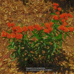 Location: Aberdeen, NC (Colonial heights area)
Date: June 1, 2022
Butterfly weed #203. RAB page 851, 157-1-4. LHB page 815, 170-1-1