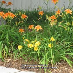 Location: Southern Pines, NC
Date: May 22, 2022
Day Lilly #183. RAB p. 309, 41-31-1; AG p. 523, 116-8-1, "Name fr