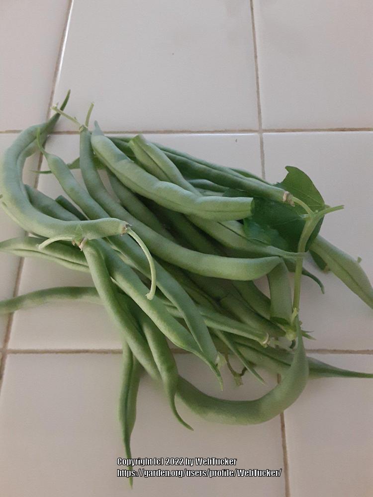 Photo of Beans (Phaseolus vulgaris) uploaded by WebTucker