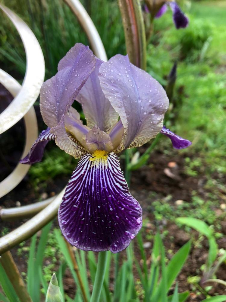 Photo of Tall Bearded Iris (Iris 'Fabian') uploaded by lharvey16