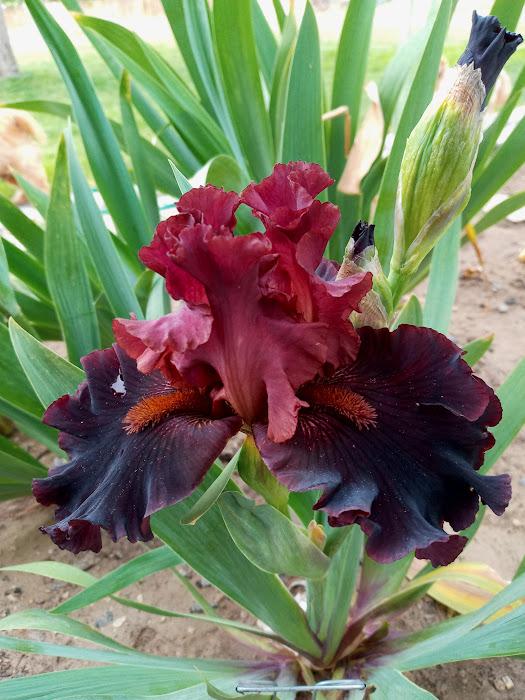 Photo of Tall Bearded Iris (Iris 'Smoky Shadows') uploaded by scary1785