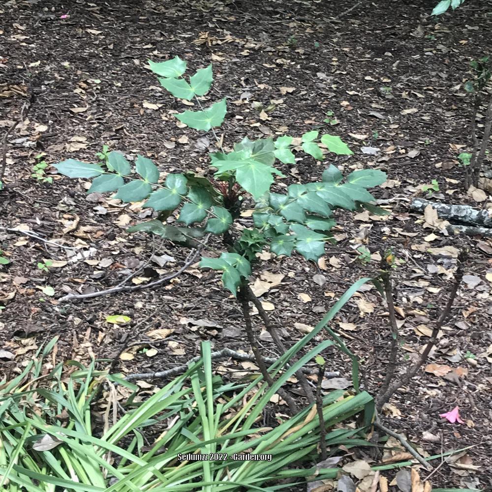 Photo of Oregon Grape (Mahonia aquifolium) uploaded by sedumzz