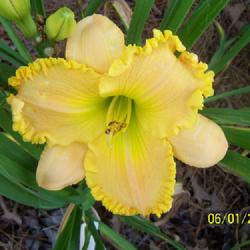Location: My garden in northeast Texas
Date: 2022-06-01
Beautiful flowers
