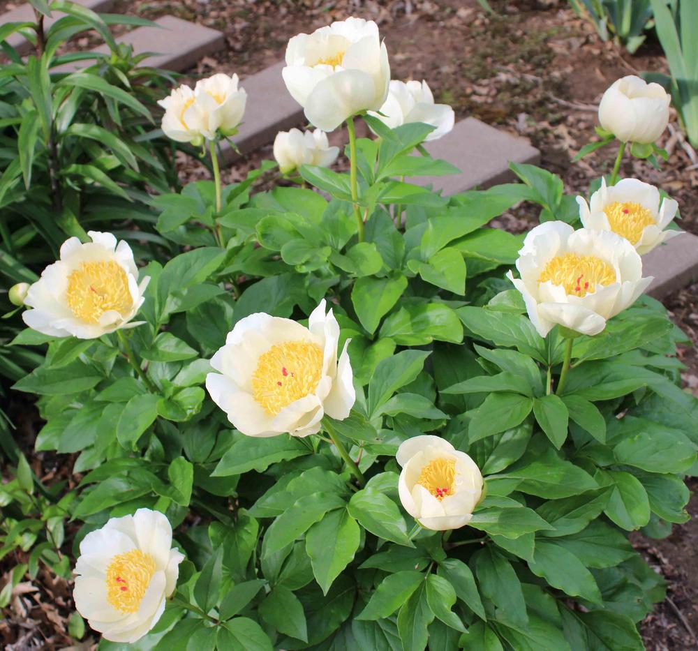 Photo of Peony (Paeonia 'Silver Dawn Mix') uploaded by Bloombuddie