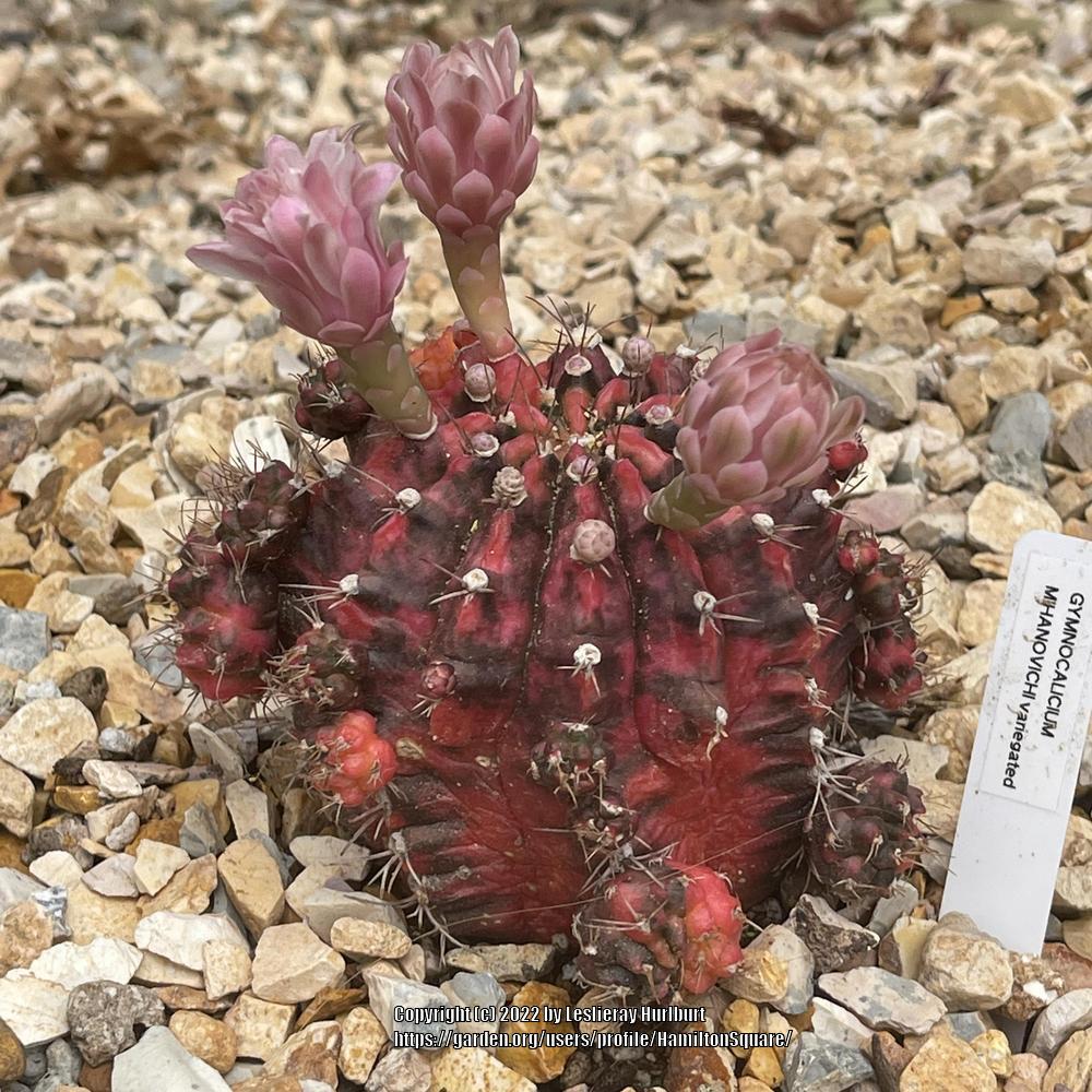 Photo of Chin Cactus (Gymnocalycium mihanovichii) uploaded by HamiltonSquare