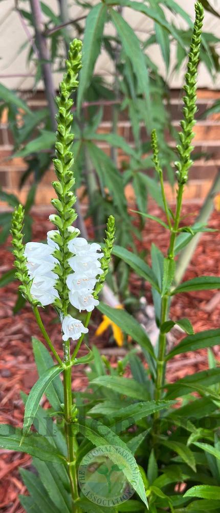Photo of Obedient Plant (Physostegia virginiana 'Miss Manners') uploaded by Hamwild