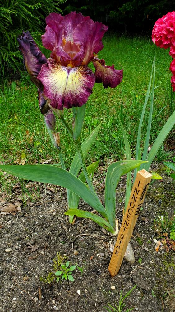 Photo of Tall Bearded Iris (Iris 'Innocent Star') uploaded by JuliJuli