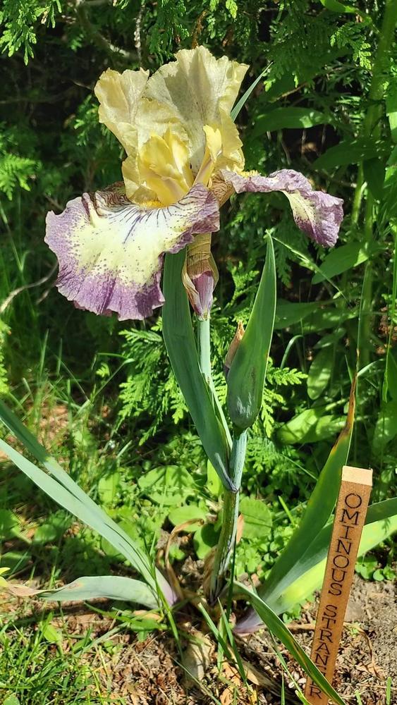 Photo of Tall Bearded Iris (Iris 'Ominous Stranger') uploaded by JuliJuli