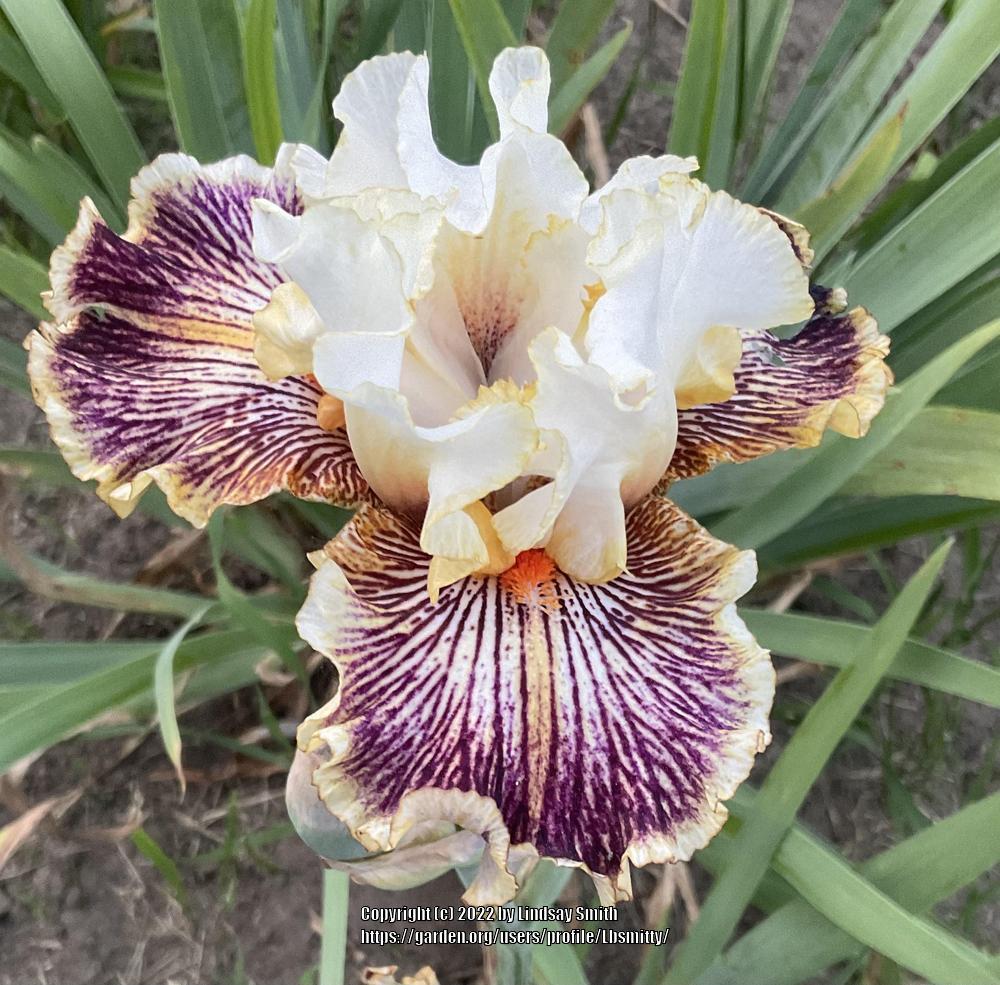 Photo of Tall Bearded Iris (Iris 'Insaniac') uploaded by Lbsmitty