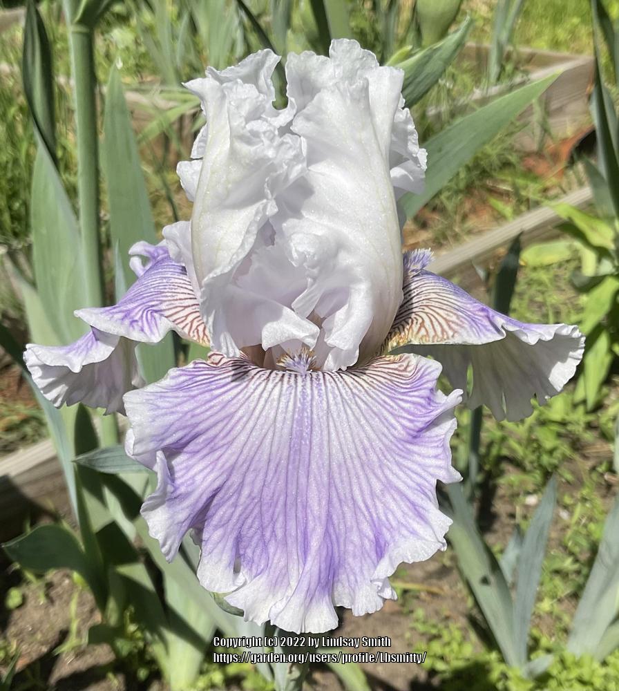 Photo of Tall Bearded Iris (Iris 'Gallic Softness') uploaded by Lbsmitty