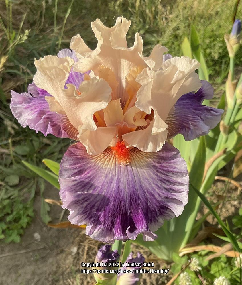 Photo of Tall Bearded Iris (Iris 'Devilicious') uploaded by Lbsmitty