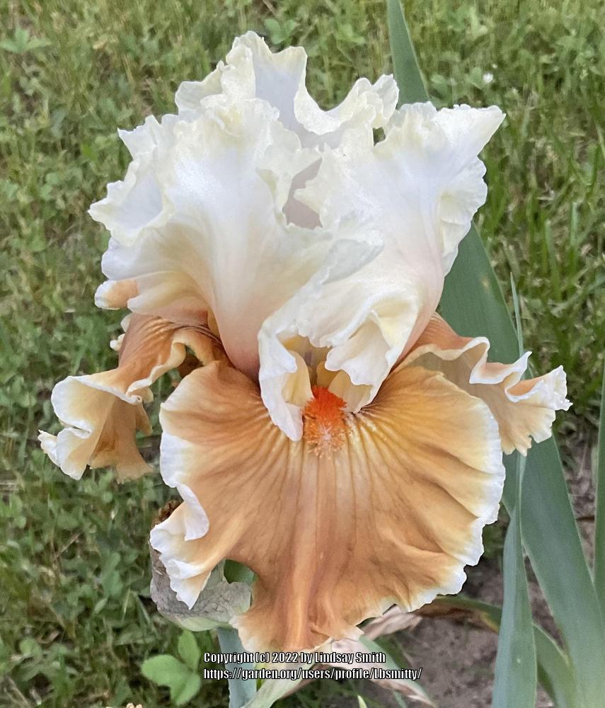 Photo of Tall Bearded Iris (Iris 'Outcaste') uploaded by Lbsmitty