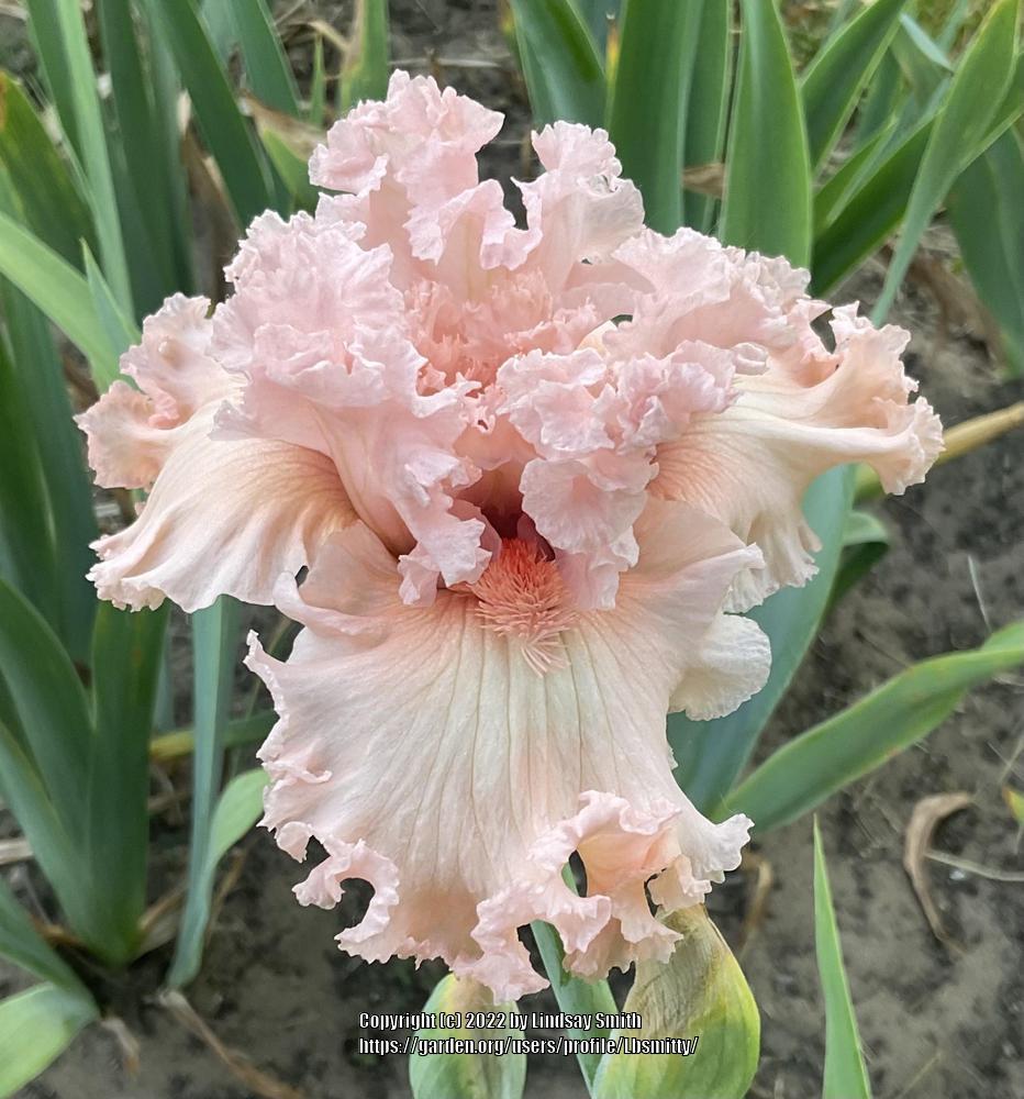 Photo of Tall Bearded Iris (Iris 'Strawberry Shake') uploaded by Lbsmitty