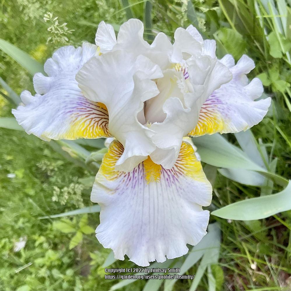 Photo of Tall Bearded Iris (Iris 'Goldkist') uploaded by Lbsmitty