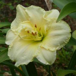 Location: my garden in Dawsonville, GA (zone 7b north Geogia mountains)
Date: 2022-06-03
NoID 007 possibly from Jungle Paradise Daylilies