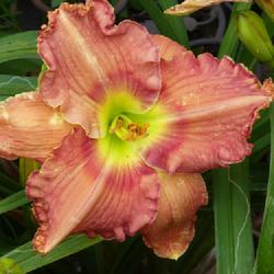 Location: my garden in Dawsonville, GA (zone 7b north Geogia mountains)
Date: 2022-06-03
NoID 009 possible from Jungle Paradise Daylilies