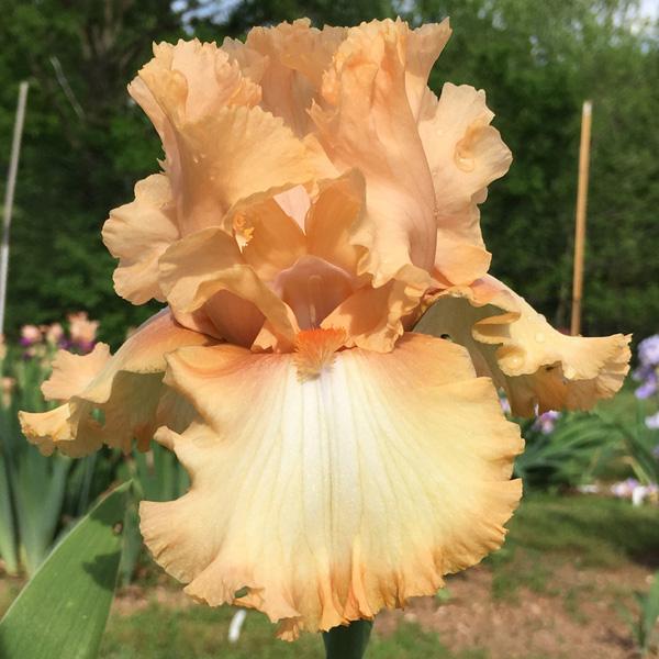 Photo of Tall Bearded Iris (Iris 'Deliciously Different') uploaded by Marbledrew