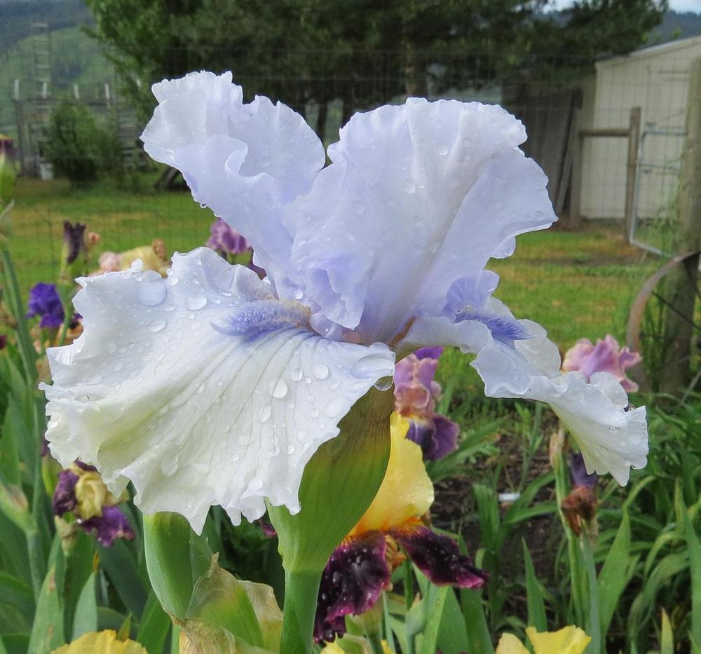 Photo of Tall Bearded Iris (Iris 'Heavenly Valley') uploaded by Natalie