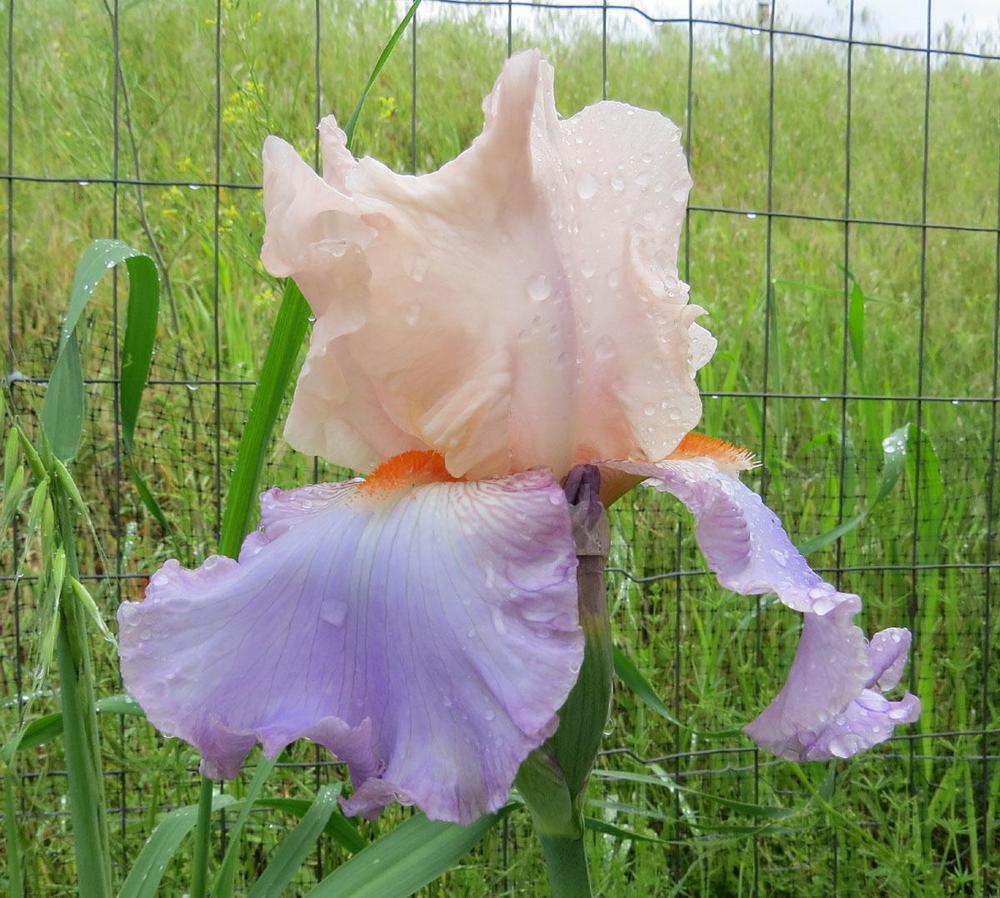 Photo of Tall Bearded Iris (Iris 'Celebration Song') uploaded by Natalie