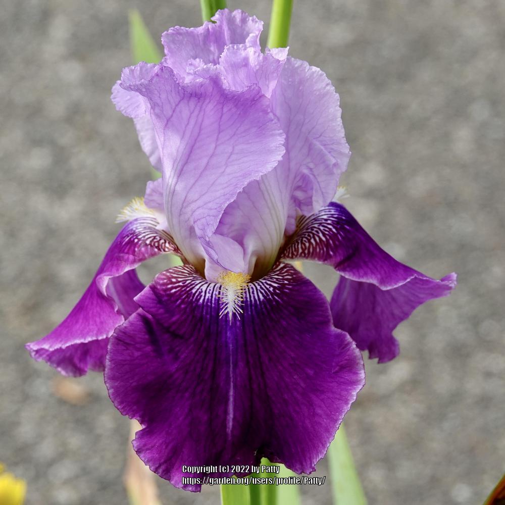 Photo of Tall Bearded Iris (Iris 'Flip') uploaded by Patty