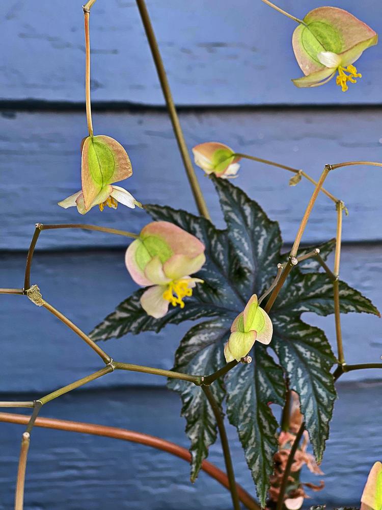 Photo of Begonia Pegasus™ uploaded by TennCay