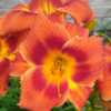 Daylily blooms (Hemerocallis 'Holiday Delight')