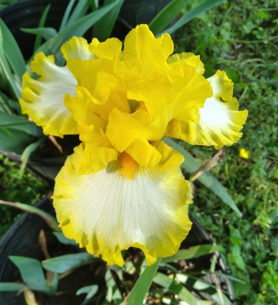 Photo of Tall Bearded Iris (Iris 'Around the Sun') uploaded by Tiff2884