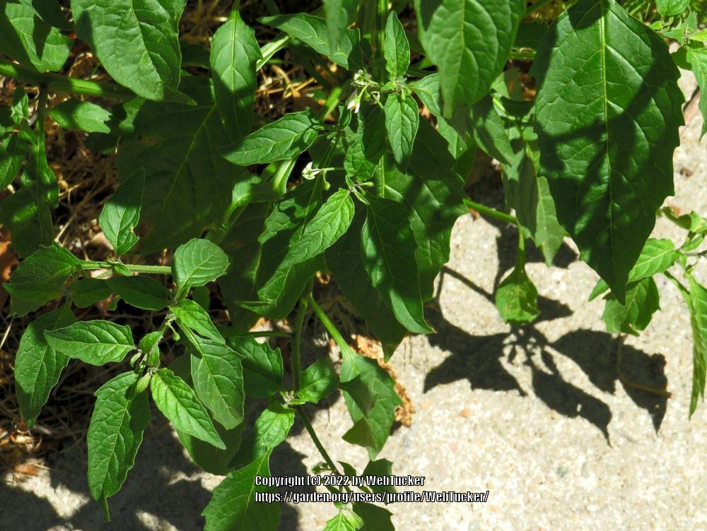 Photo of Black Nightshade (Solanum americanum) uploaded by WebTucker