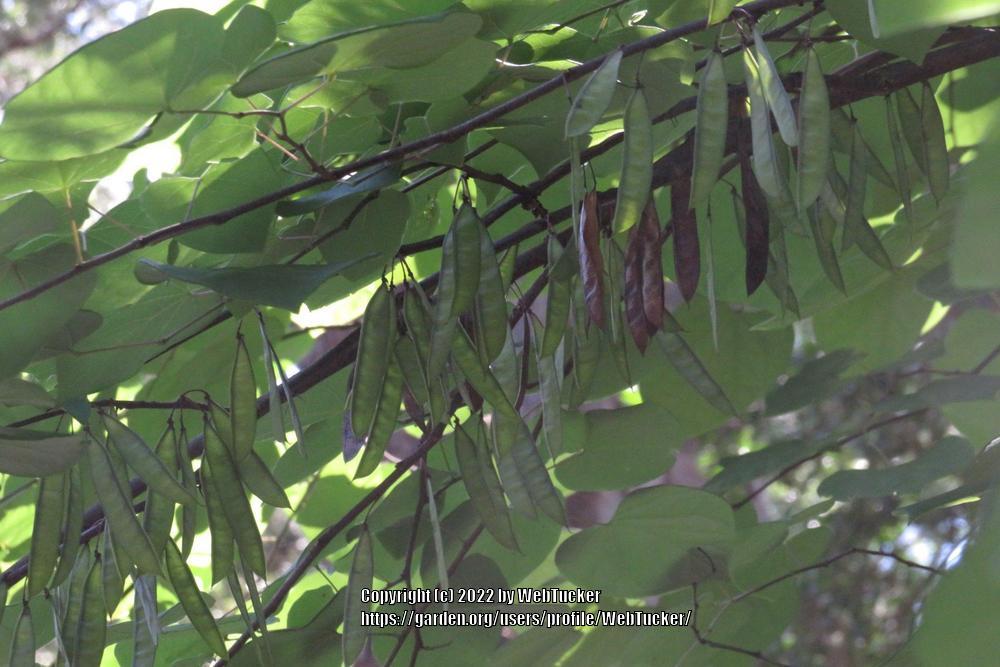 Photo of Eastern Redbud (Cercis canadensis) uploaded by WebTucker