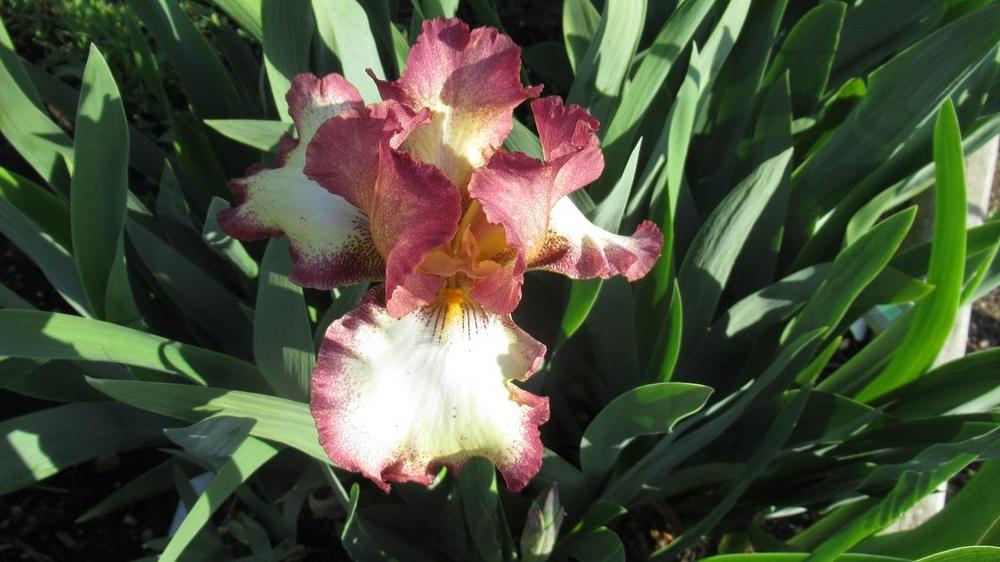 Photo of Tall Bearded Iris (Iris 'Cinnamon Girl') uploaded by gardenglassgems