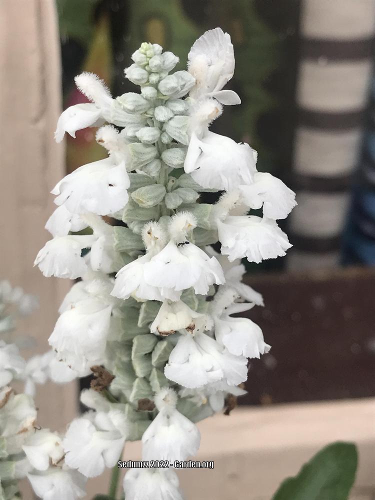 Photo of Mealy Sage (Salvia farinacea 'Fahrenheit White') uploaded by sedumzz