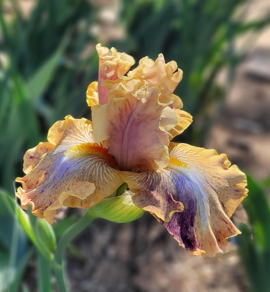 Photo of Tall Bearded Iris (Iris 'Big Break') uploaded by Bitoftrouble