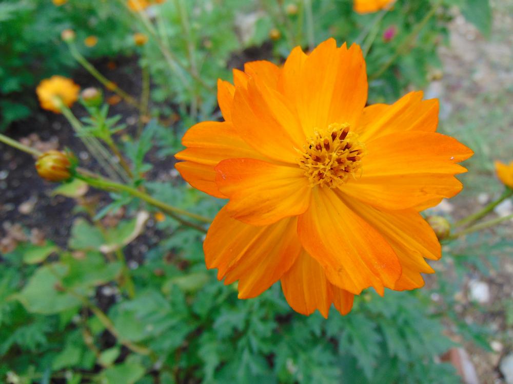 Photo of Common Cosmos (Cosmos sulphureus 'Cosmic Orange') uploaded by Flowerlover6
